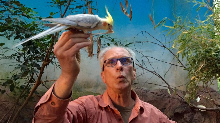 rob-one-parrot-small